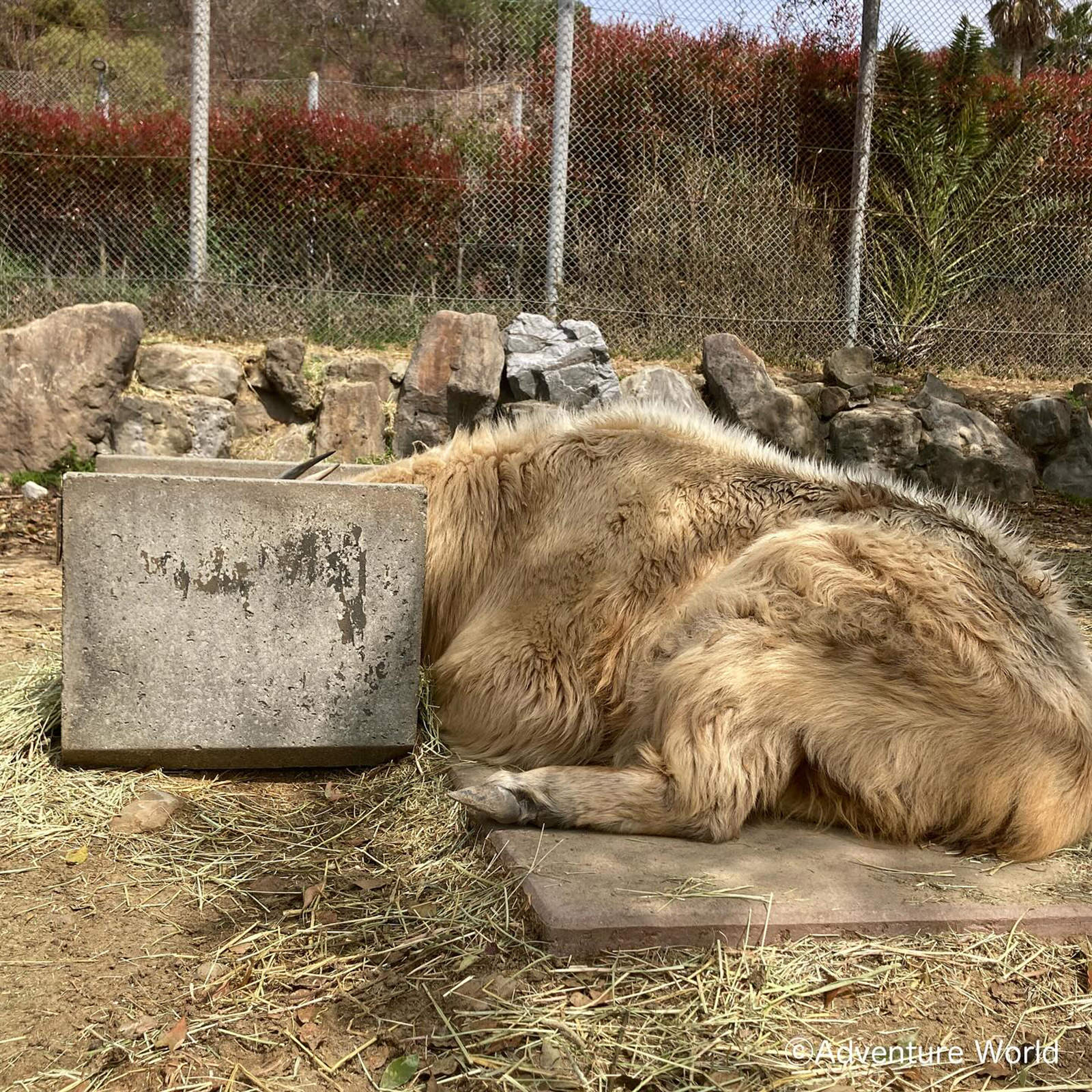 img_2_ゴールデンターキー8