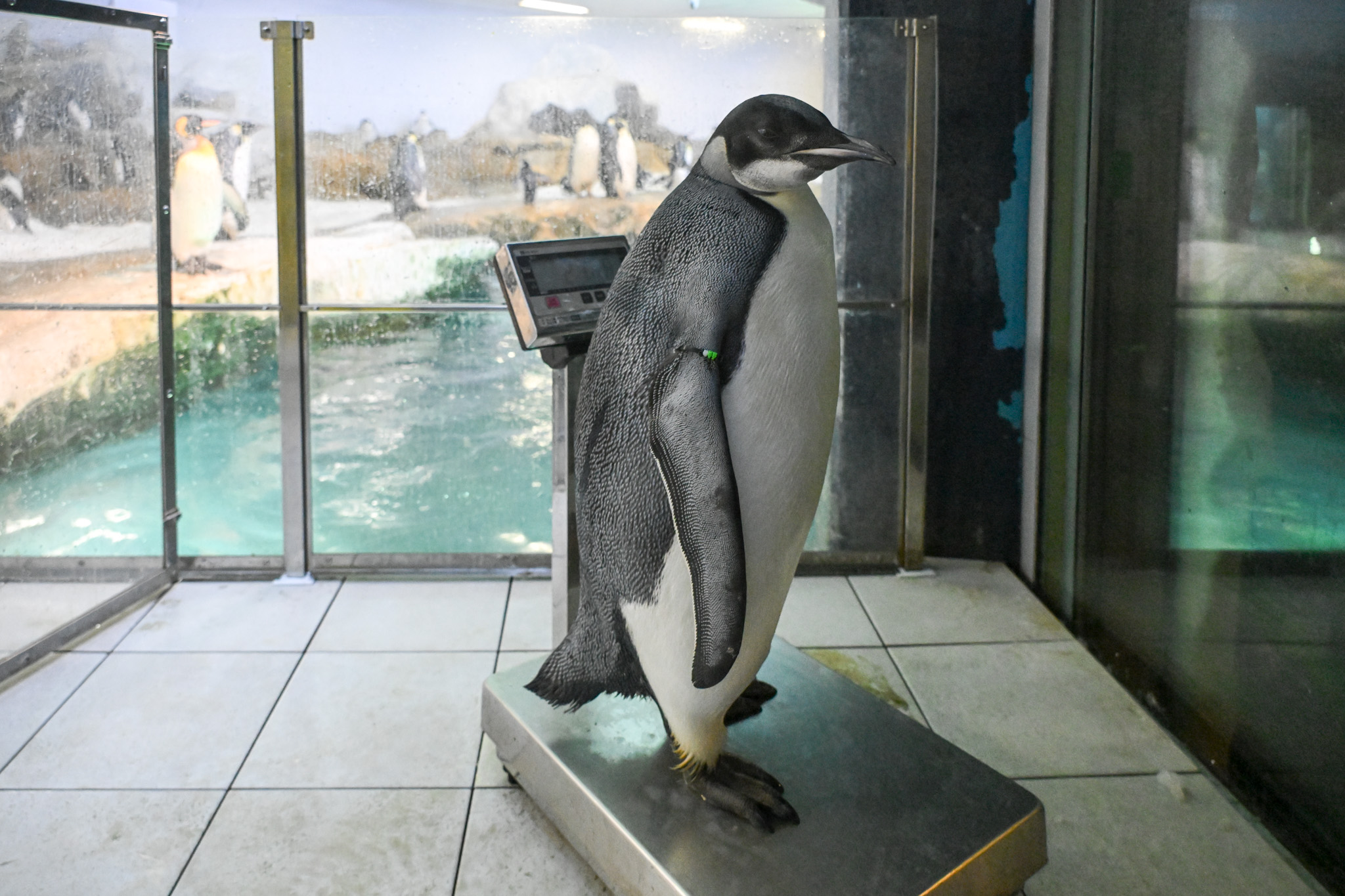 img_2_コウテイペンギン_3