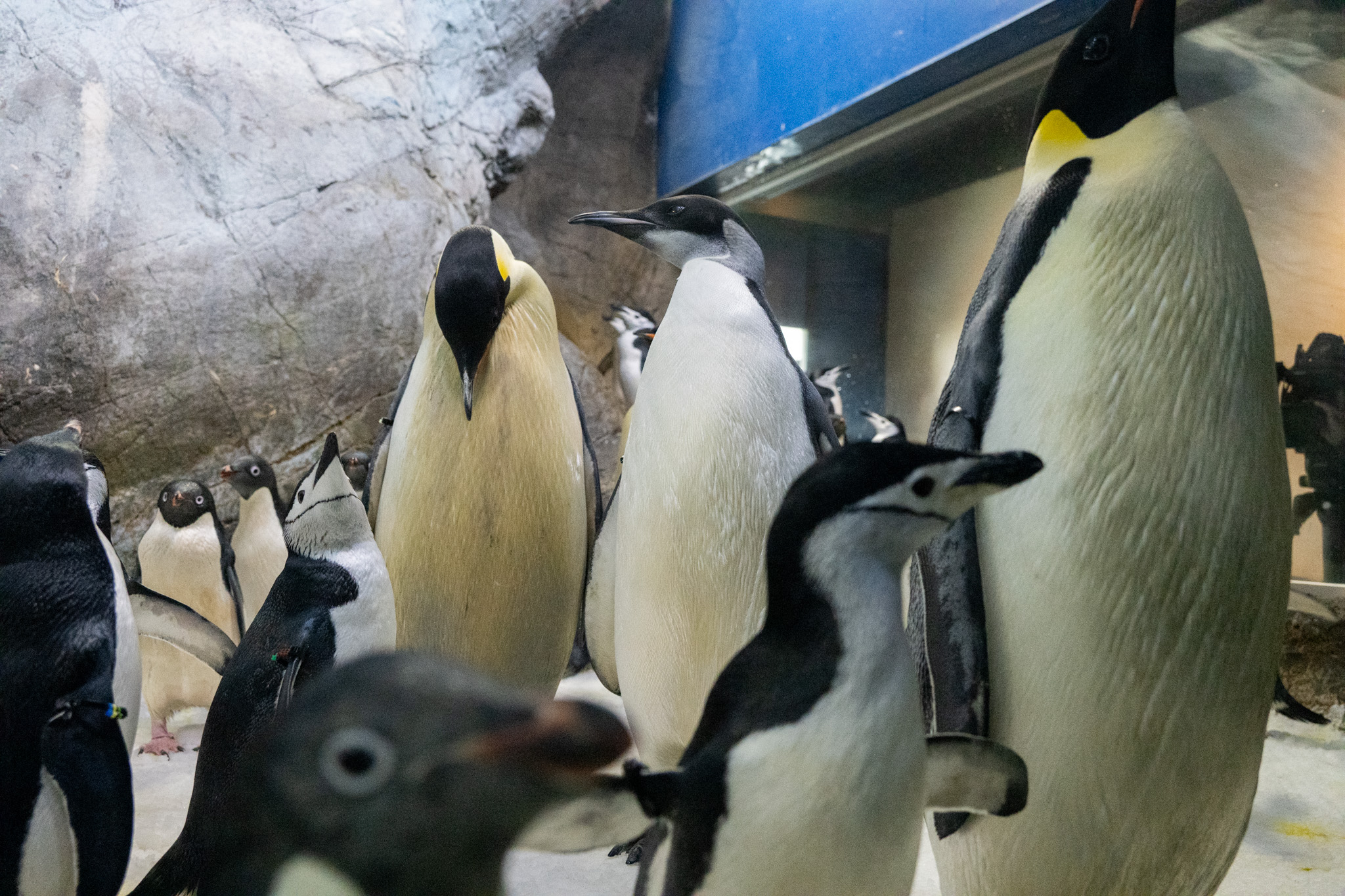 EMPEROR PENGUIN