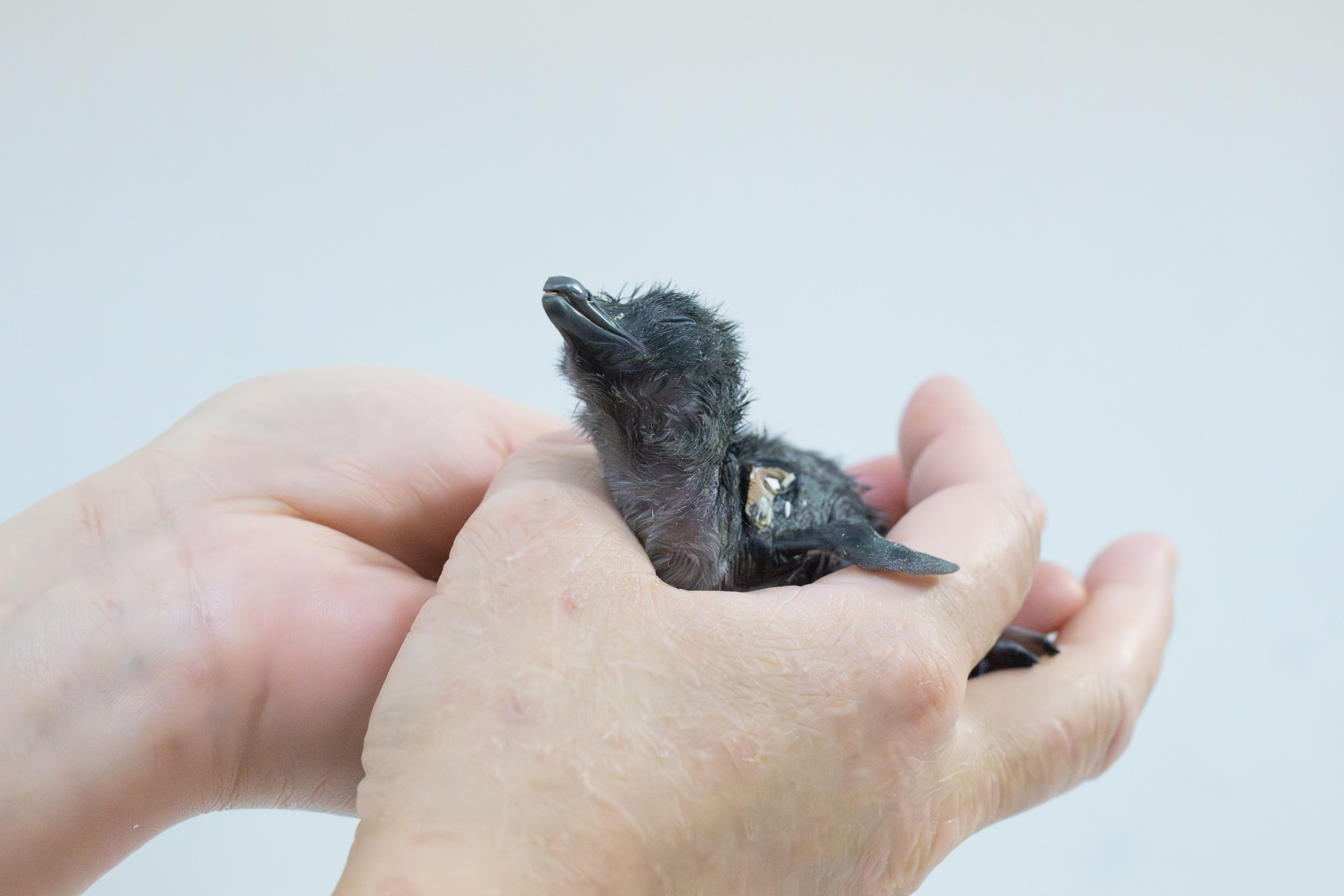 img_2_コガタペンギン_1
