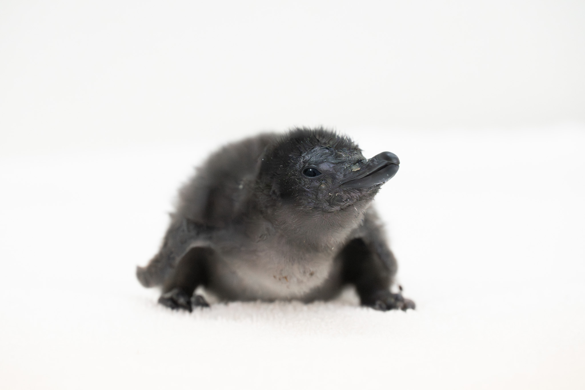 img_2_コガタペンギン_3