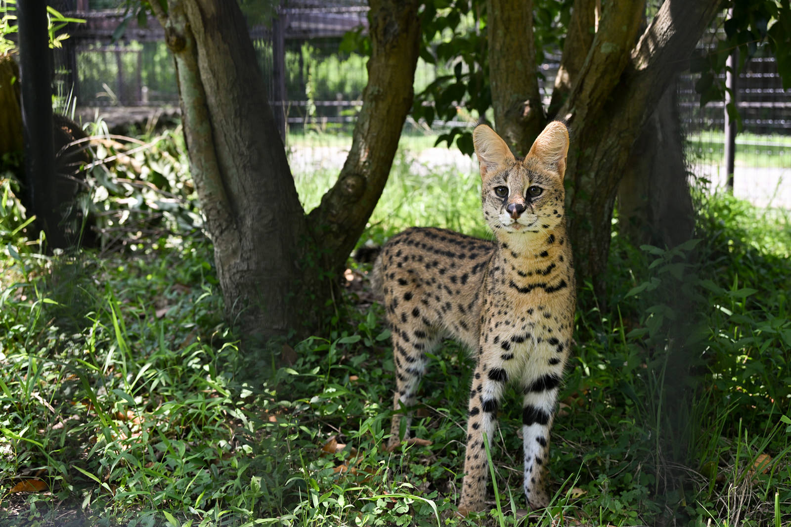 img_2_サーバル1