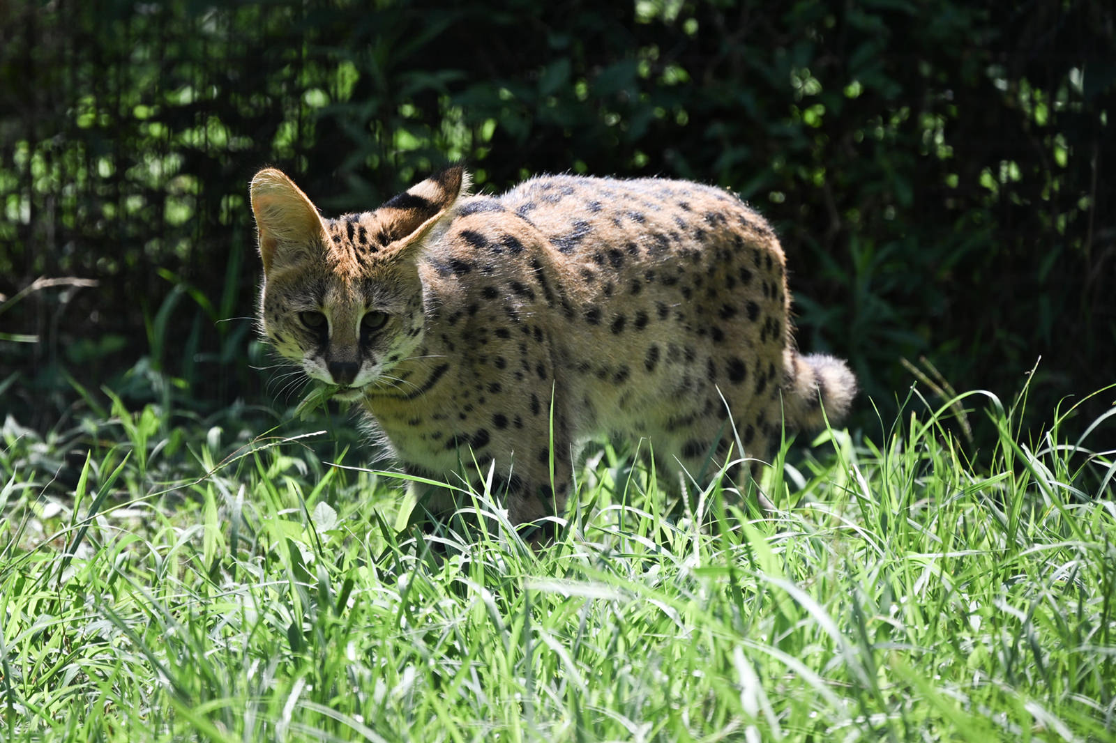 img_2_サーバル2