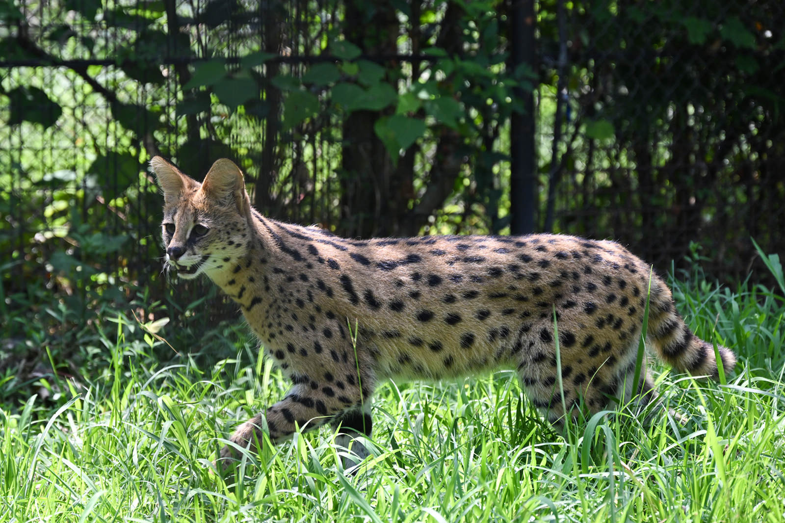 img_2_サーバル3