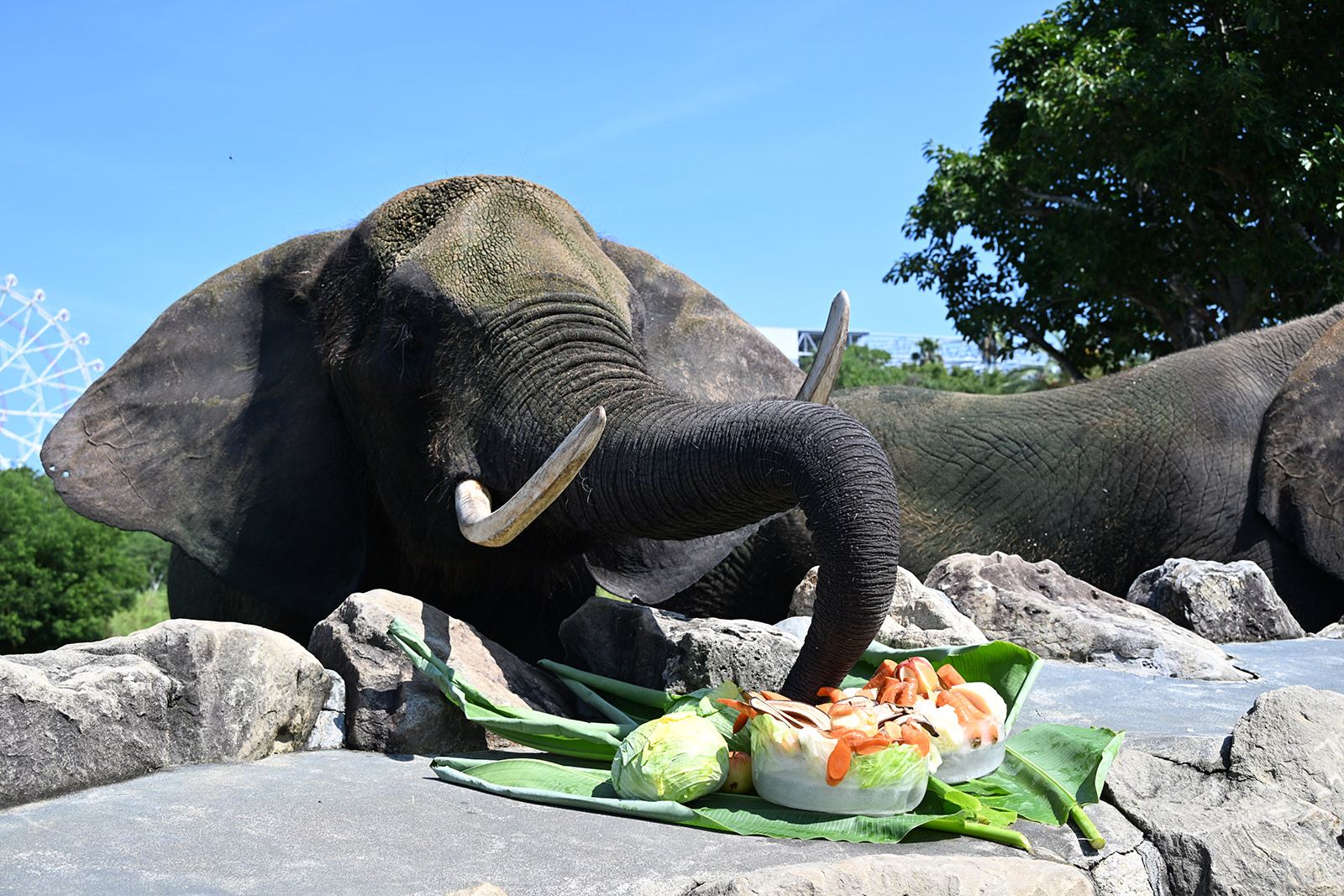 img_2_ゾウ9