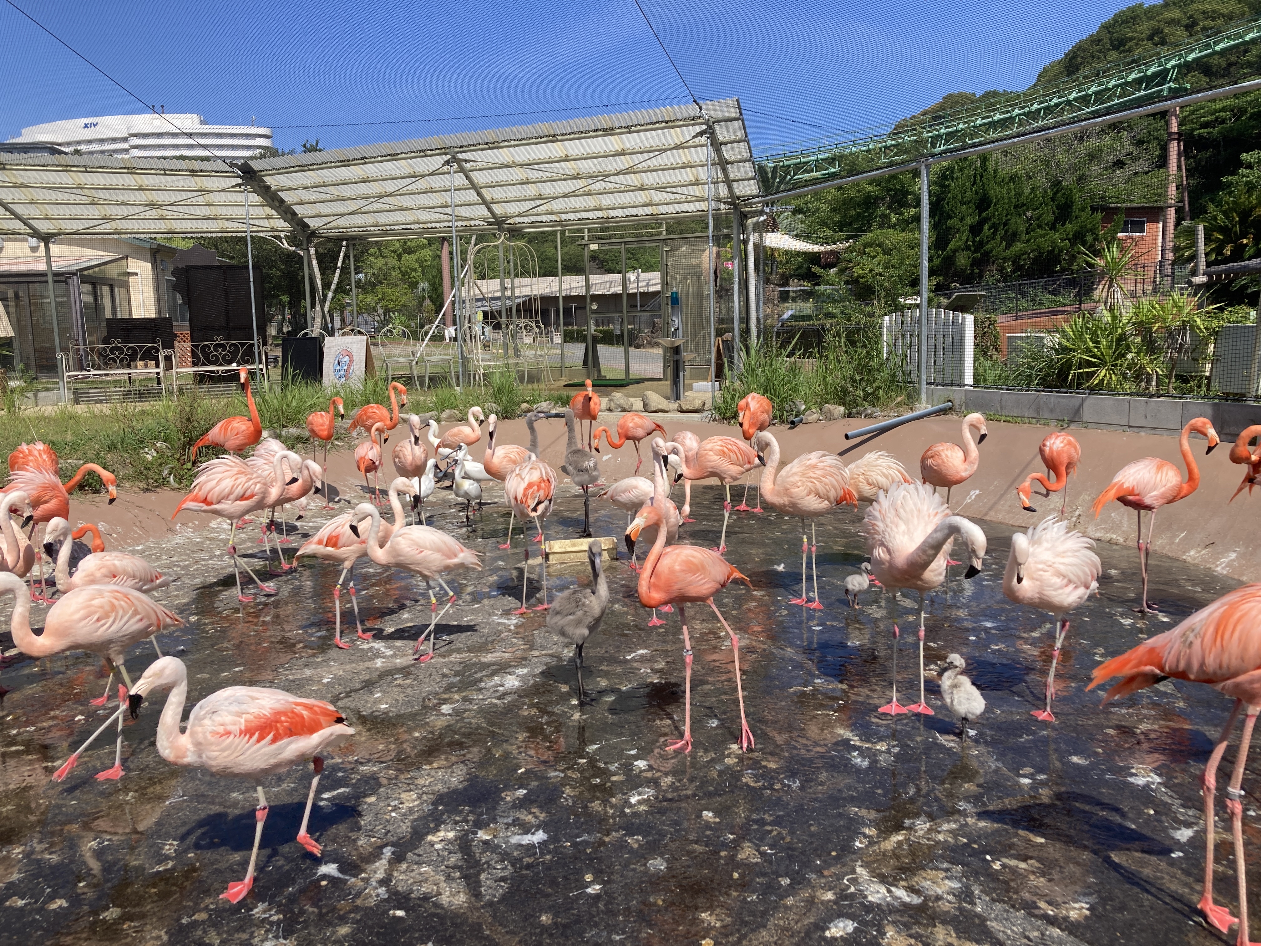 FLAMINGO