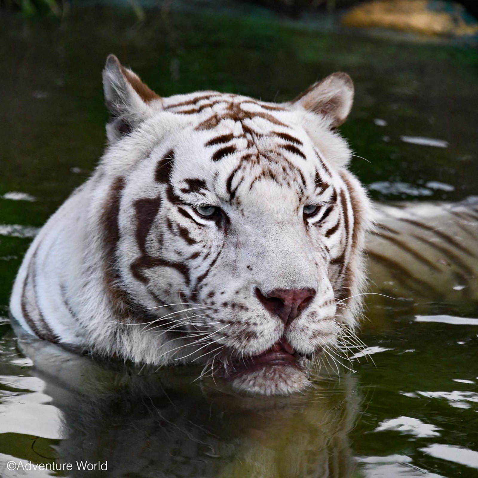 img_2_ホワイトタイガー10