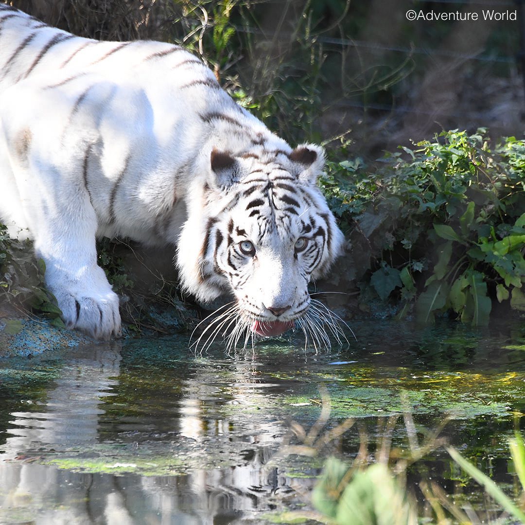 img_2_ホワイトタイガー11