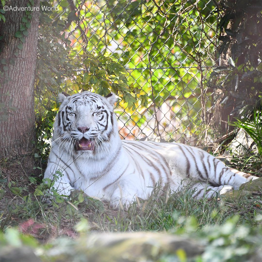 img_2_ホワイトタイガー13