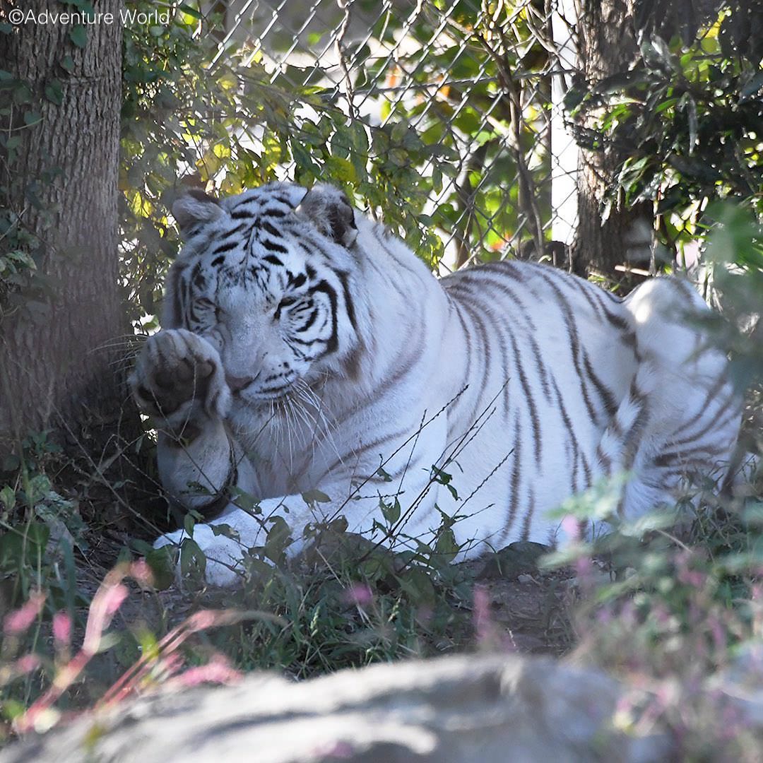 img_2_ホワイトタイガー14