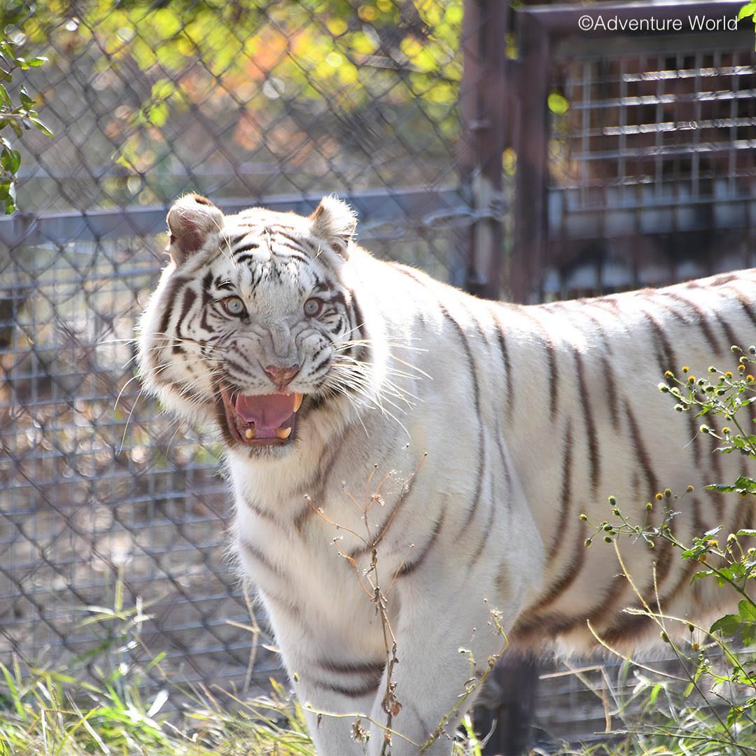 img_2_ホワイトタイガー15