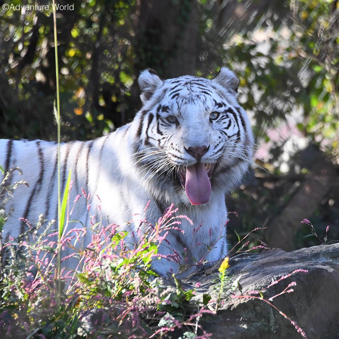 img_2_ホワイトタイガー16