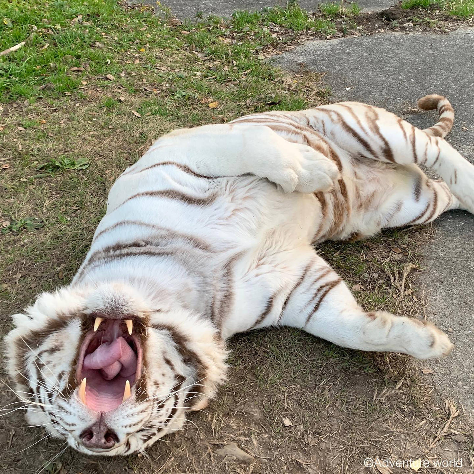 img_2_ホワイトタイガー2