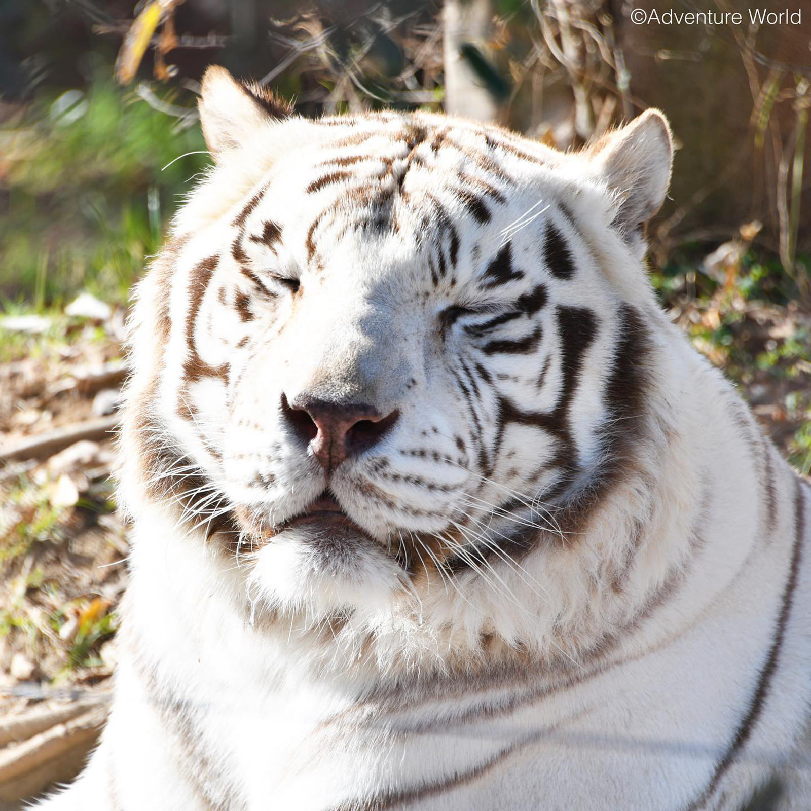 img_2_ホワイトタイガー4