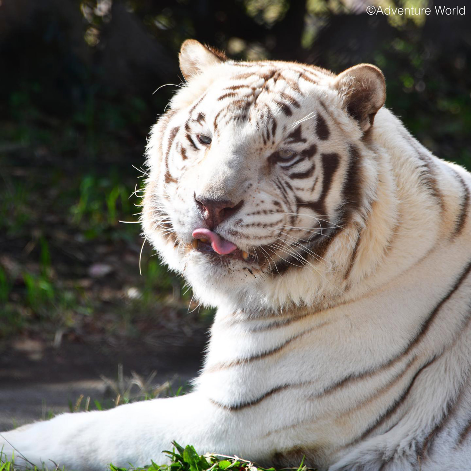 img_2_ホワイトタイガー5