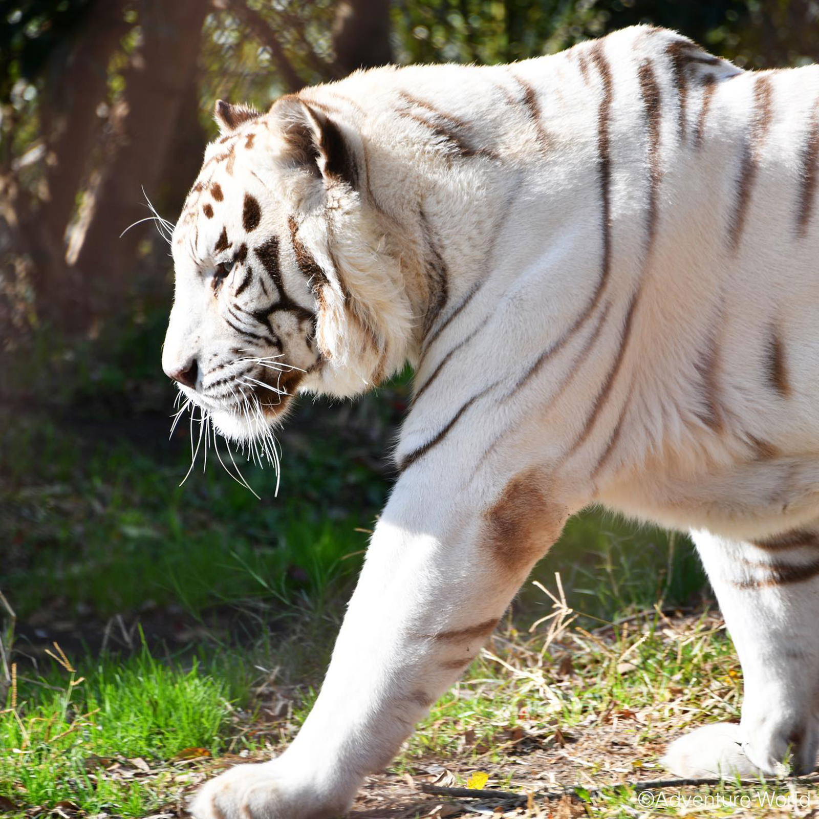 img_2_ホワイトタイガー6