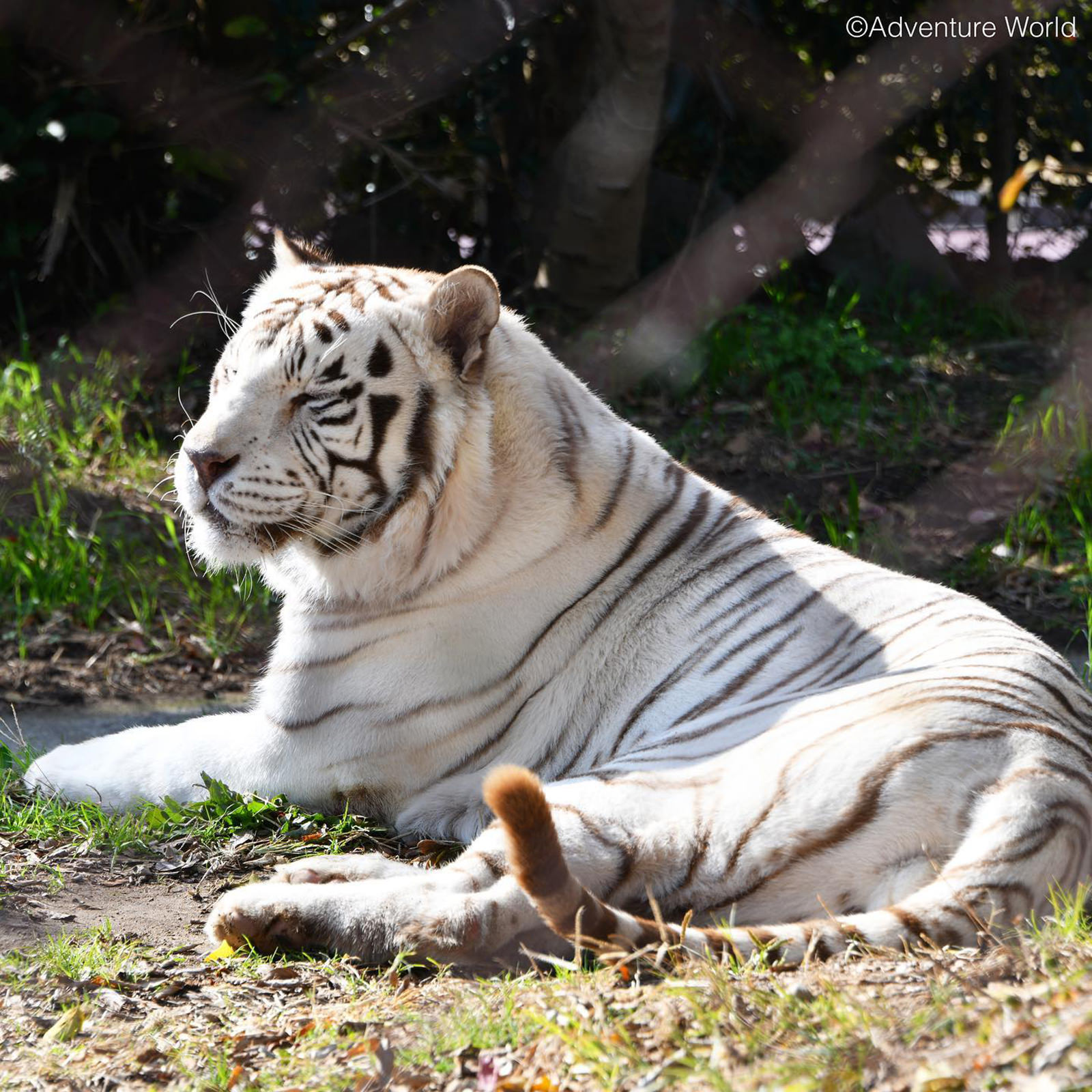 img_2_ホワイトタイガー7