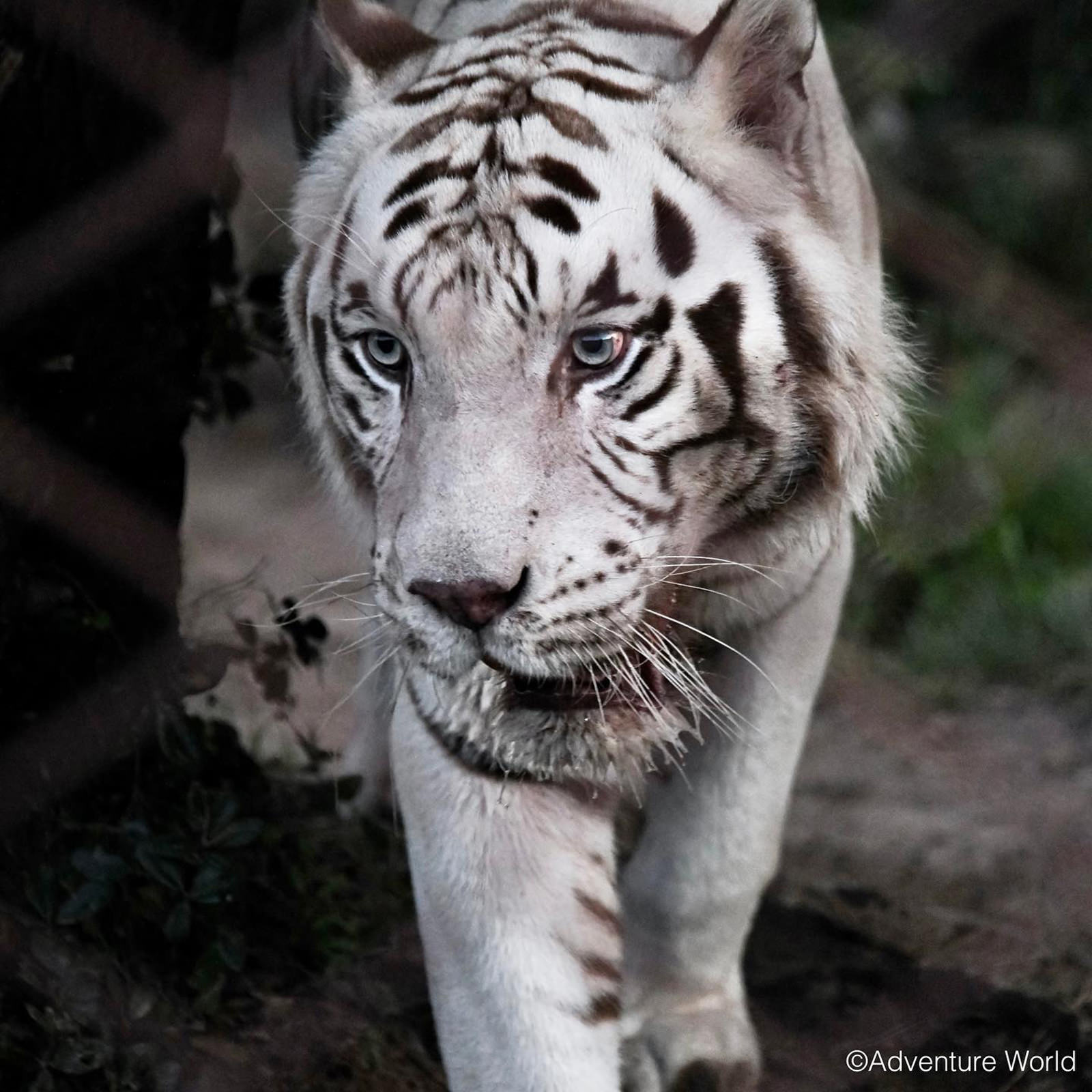 img_2_ホワイトタイガー8
