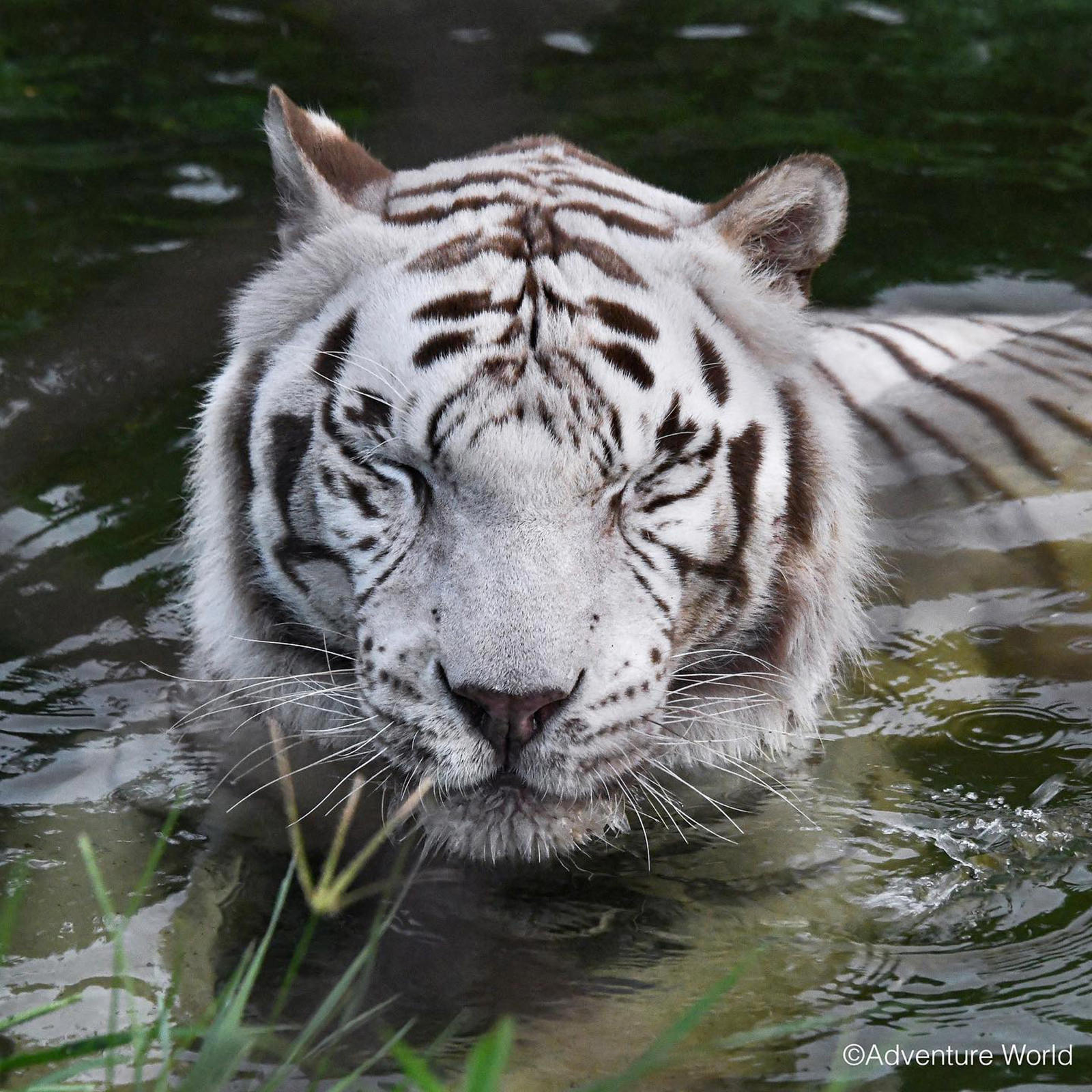 img_2_ホワイトタイガー9