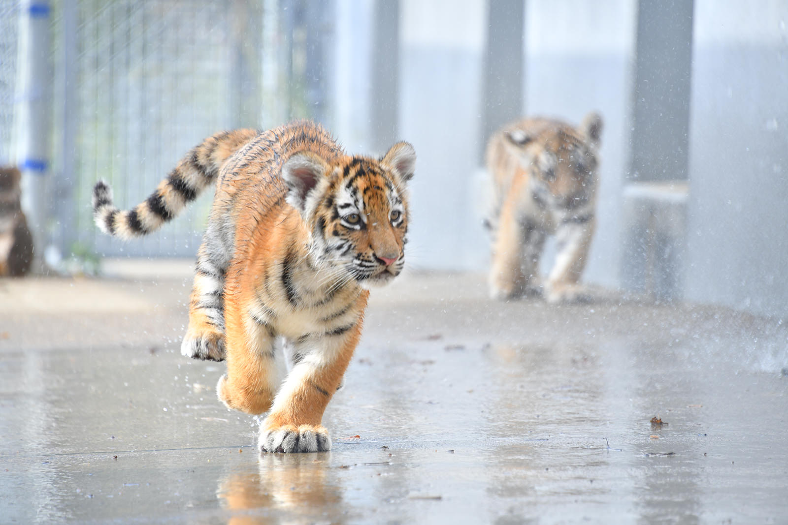 アムールトラのこども｜注目の動物たち | アドベンチャーワールド