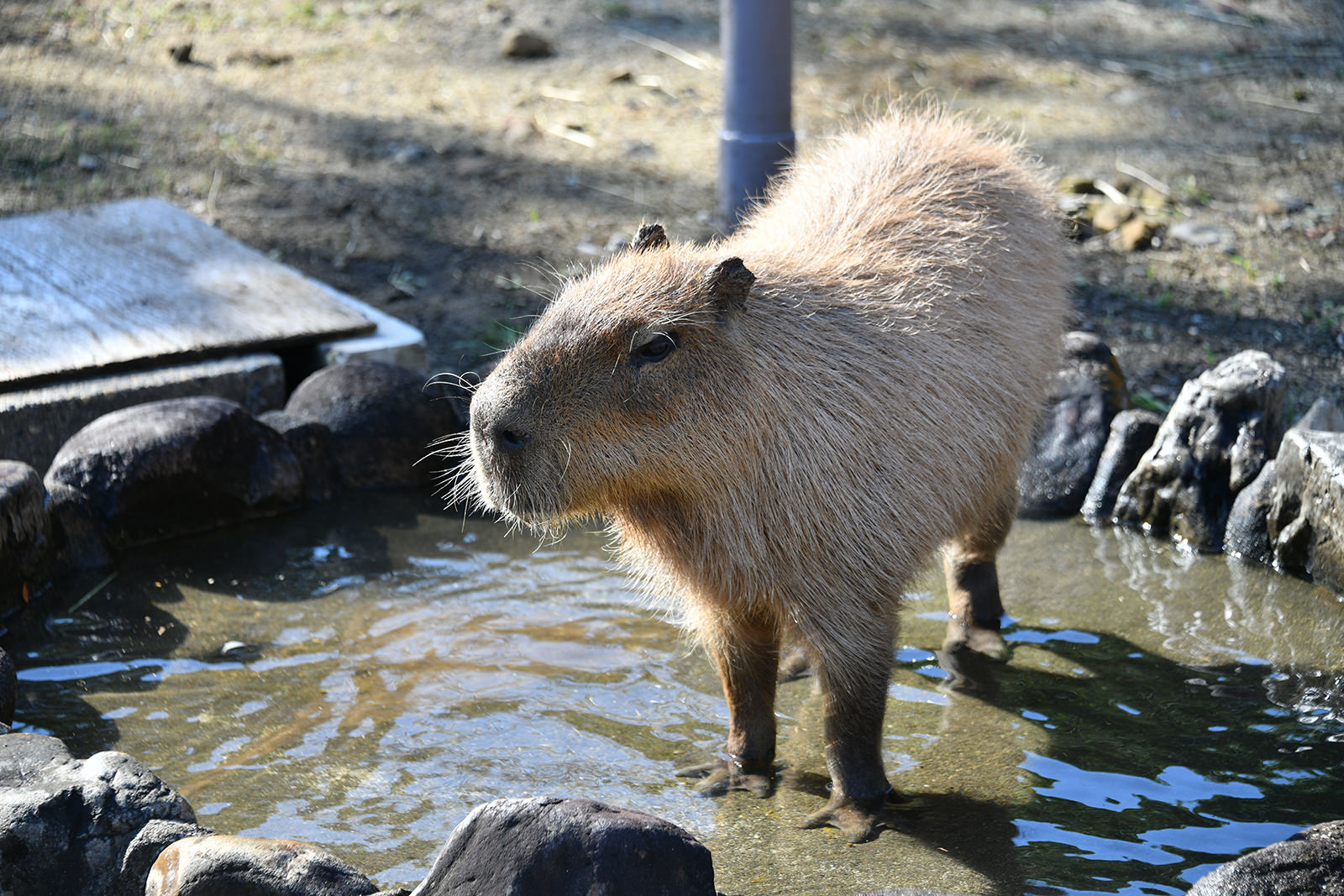 カピバラ｜注目の動物たち | アドベンチャーワールド