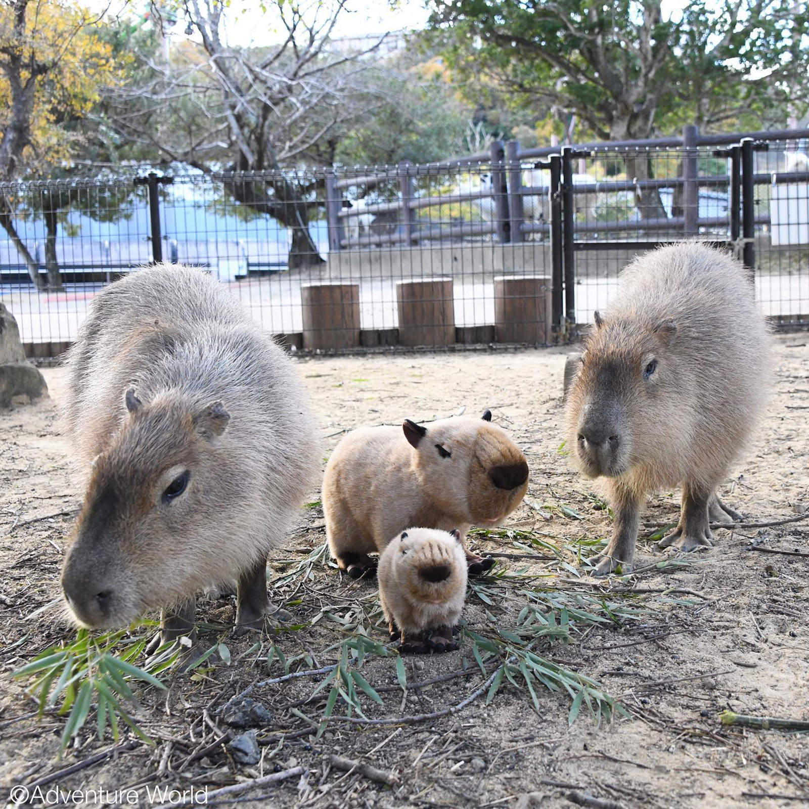カピバラ｜注目の動物たち | アドベンチャーワールド