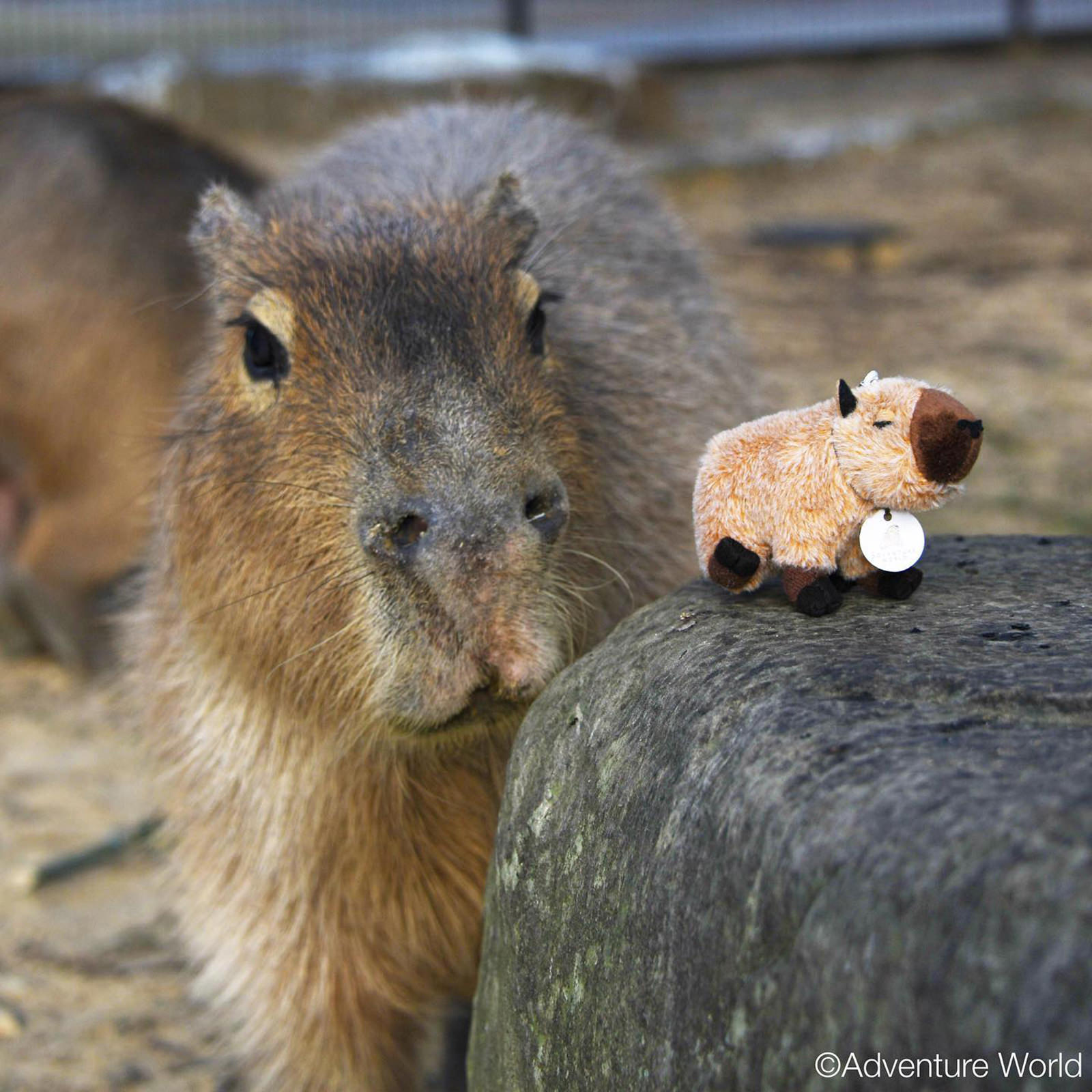 カピバラ カピバラ｜注目の動物たち | アドベンチャーワールド