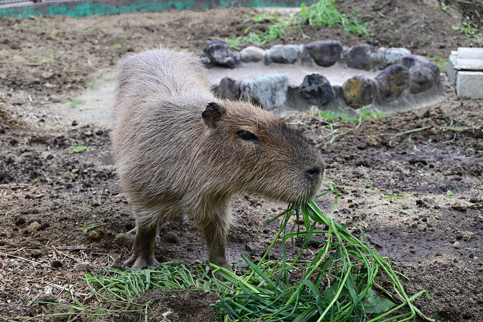 カピバラ｜注目の動物たち | アドベンチャーワールド