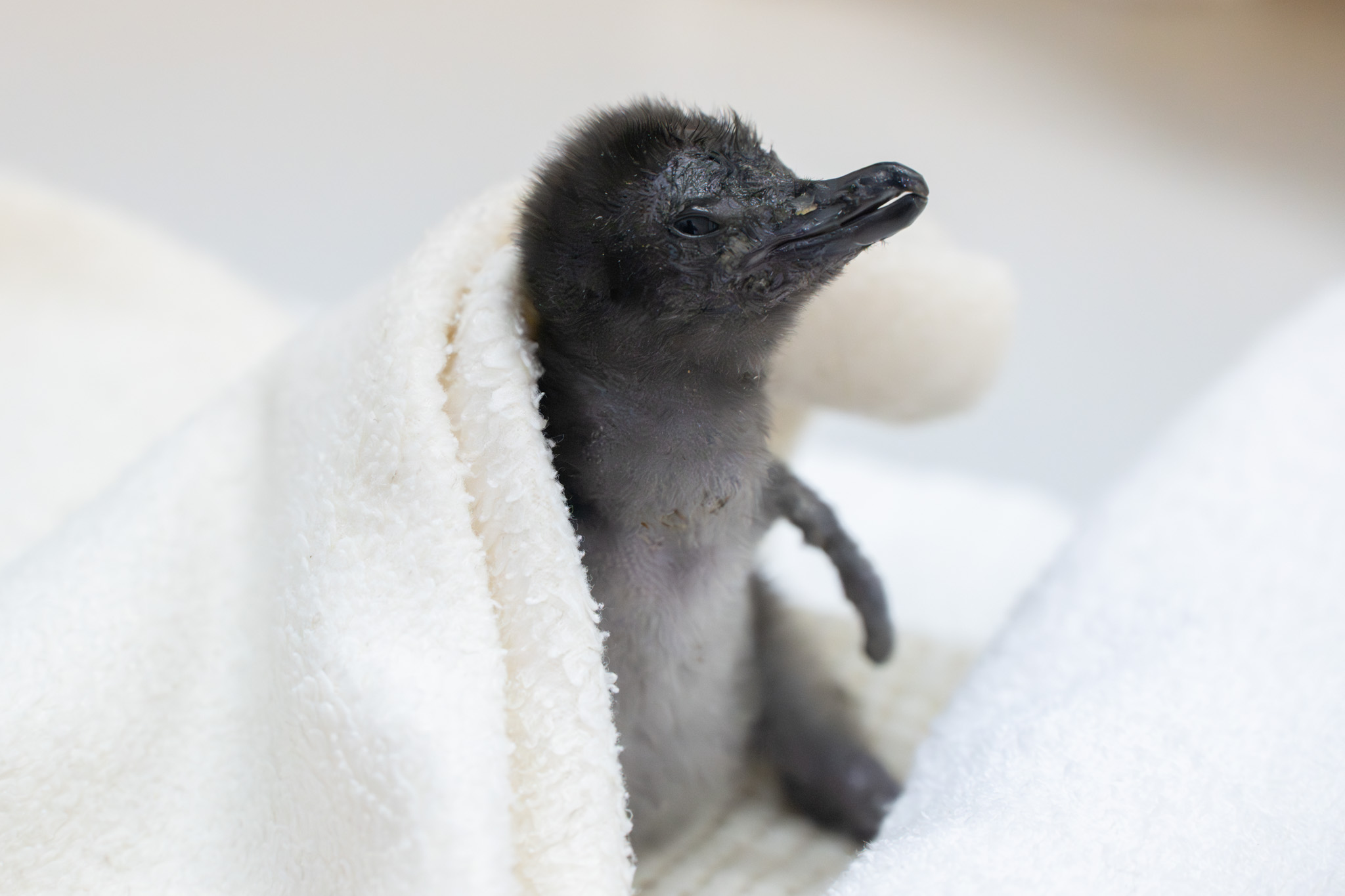 コガタペンギンの赤ちゃん｜注目の動物たち | アドベンチャーワールド