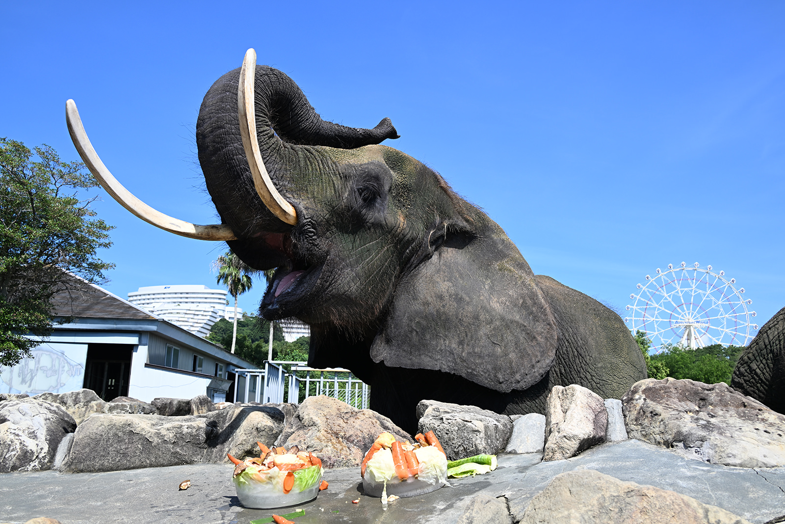咆哮 アフリカ ぞうs アフリカゾウ｜注目の動物たち | アドベンチャー