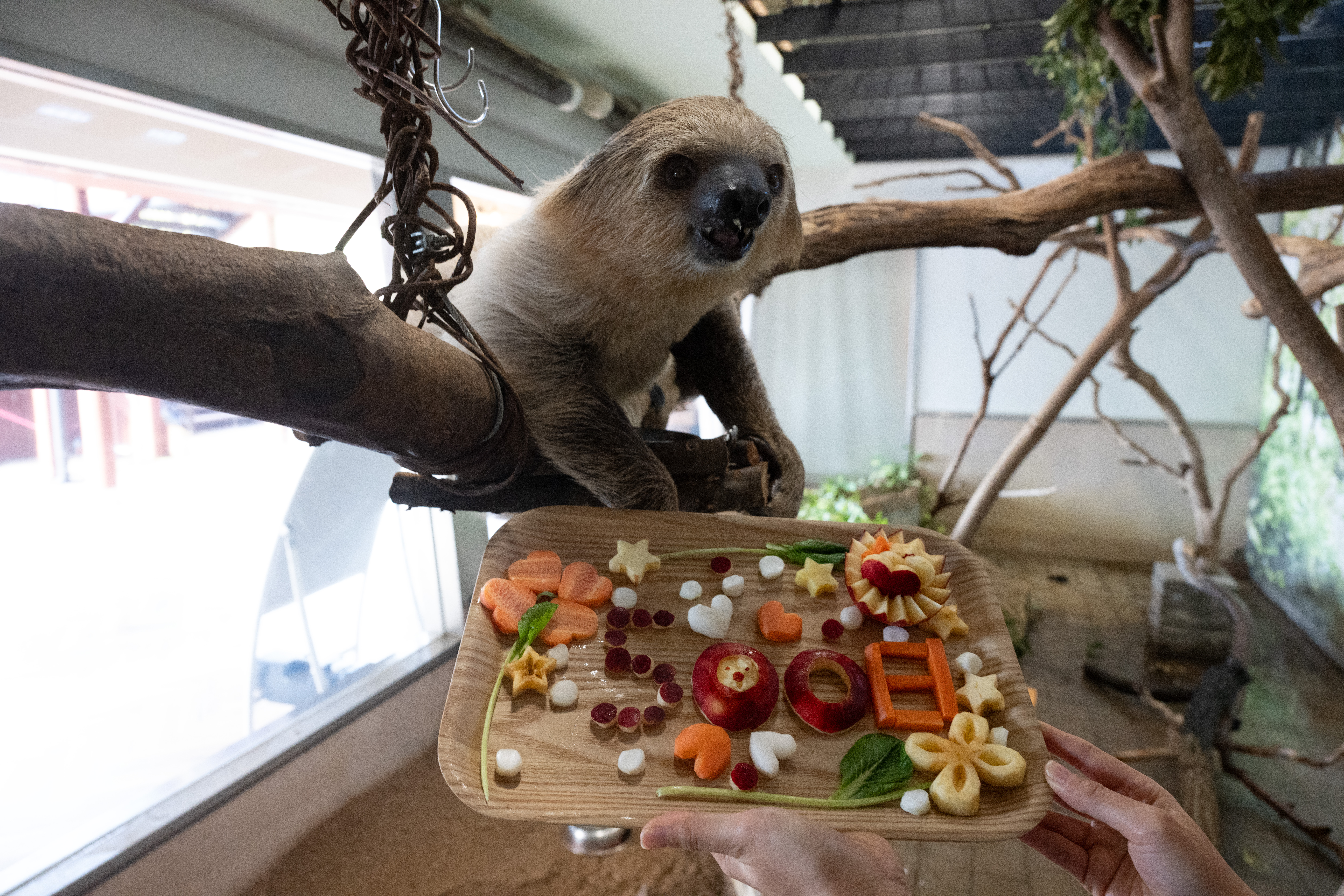 ナマケモノページ フタユビナマケモノの子ども｜注目の動物たち | アドベンチャーワールド