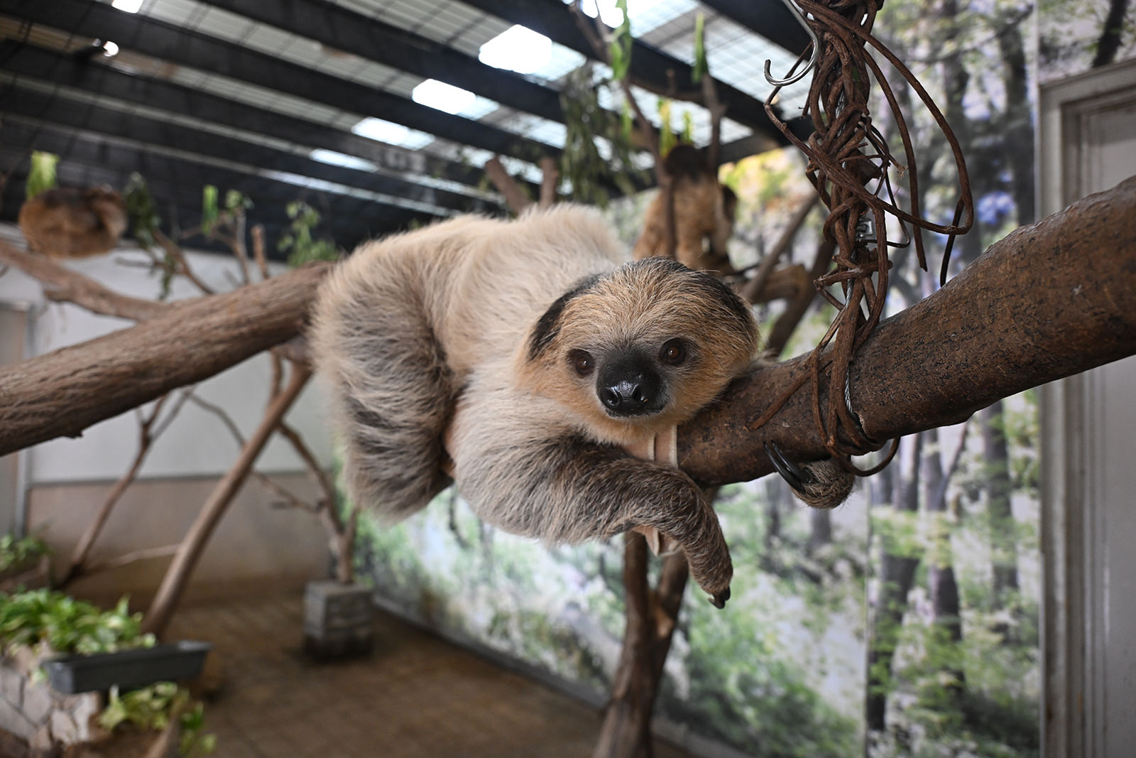 フタユビナマケモノのこども｜注目の動物たち | アドベンチャーワールド