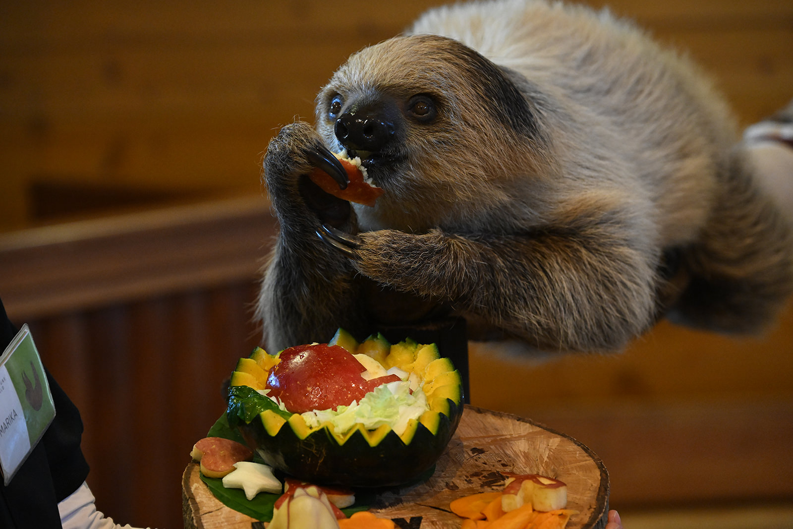 フタユビナマケモノのこども｜注目の動物たち | アドベンチャーワールド