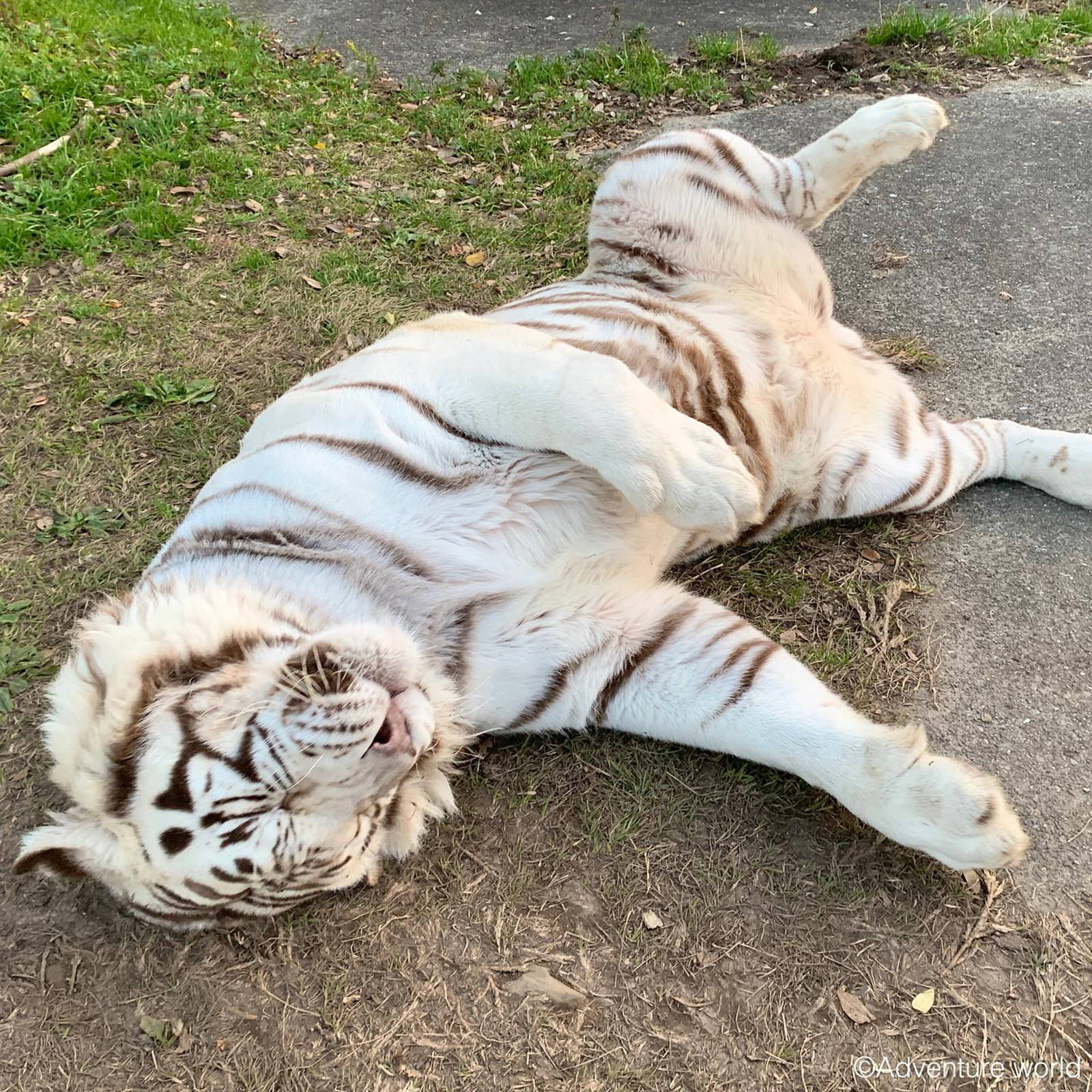 ホワイトタイガー｜注目の動物たち | アドベンチャーワールド