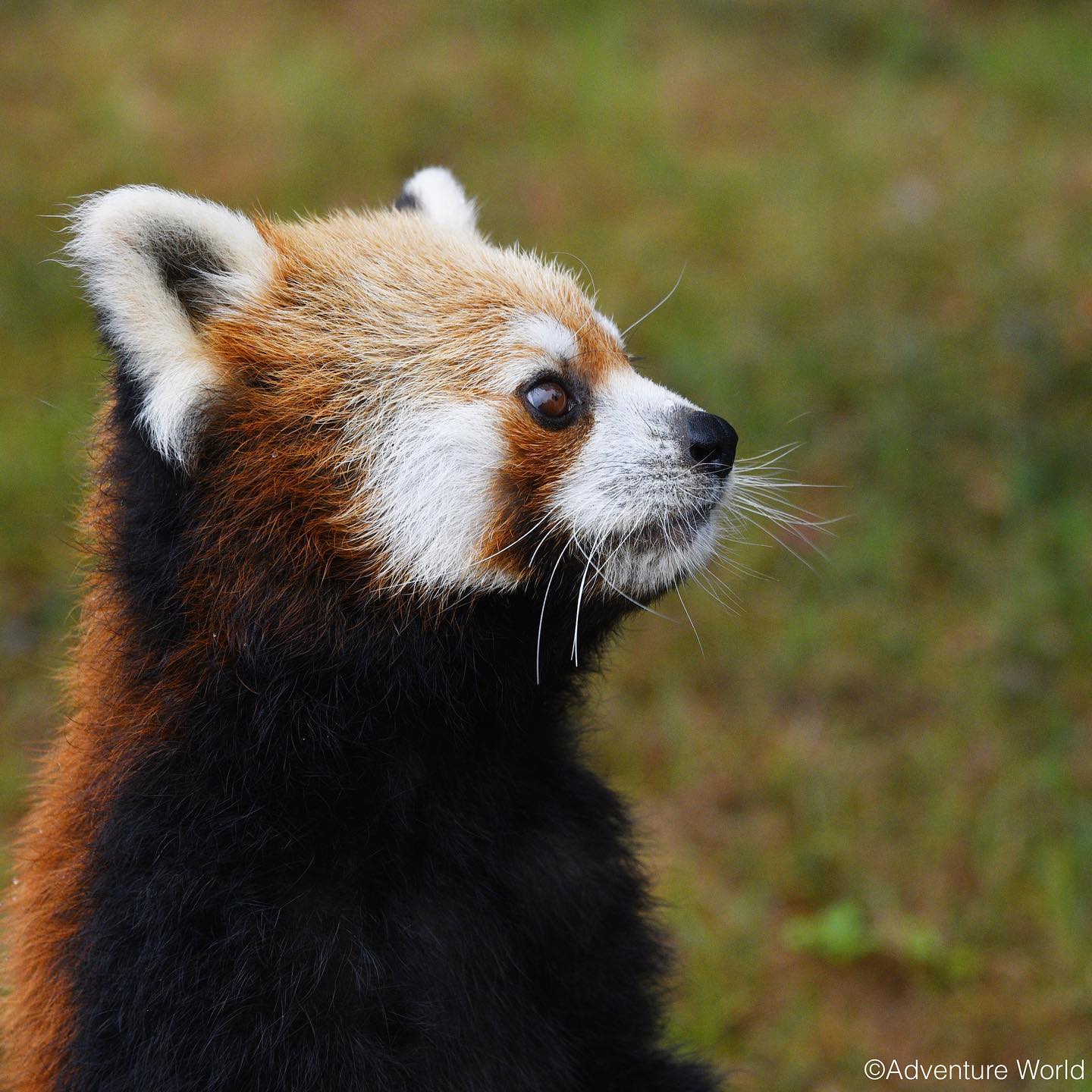 レッサーパンダ｜注目の動物たち | アドベンチャーワールド
