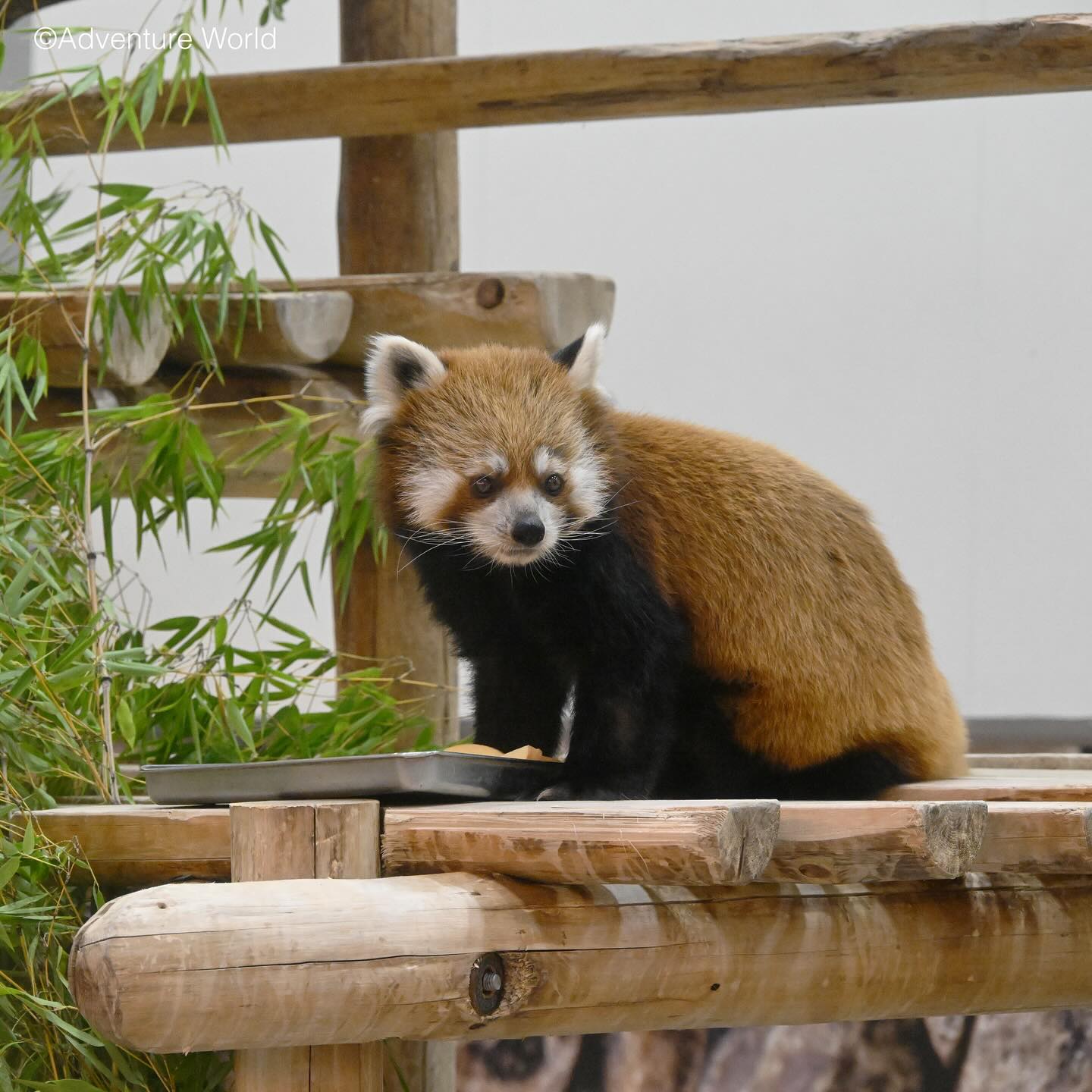 レッサーパンダ｜注目の動物たち | アドベンチャーワールド