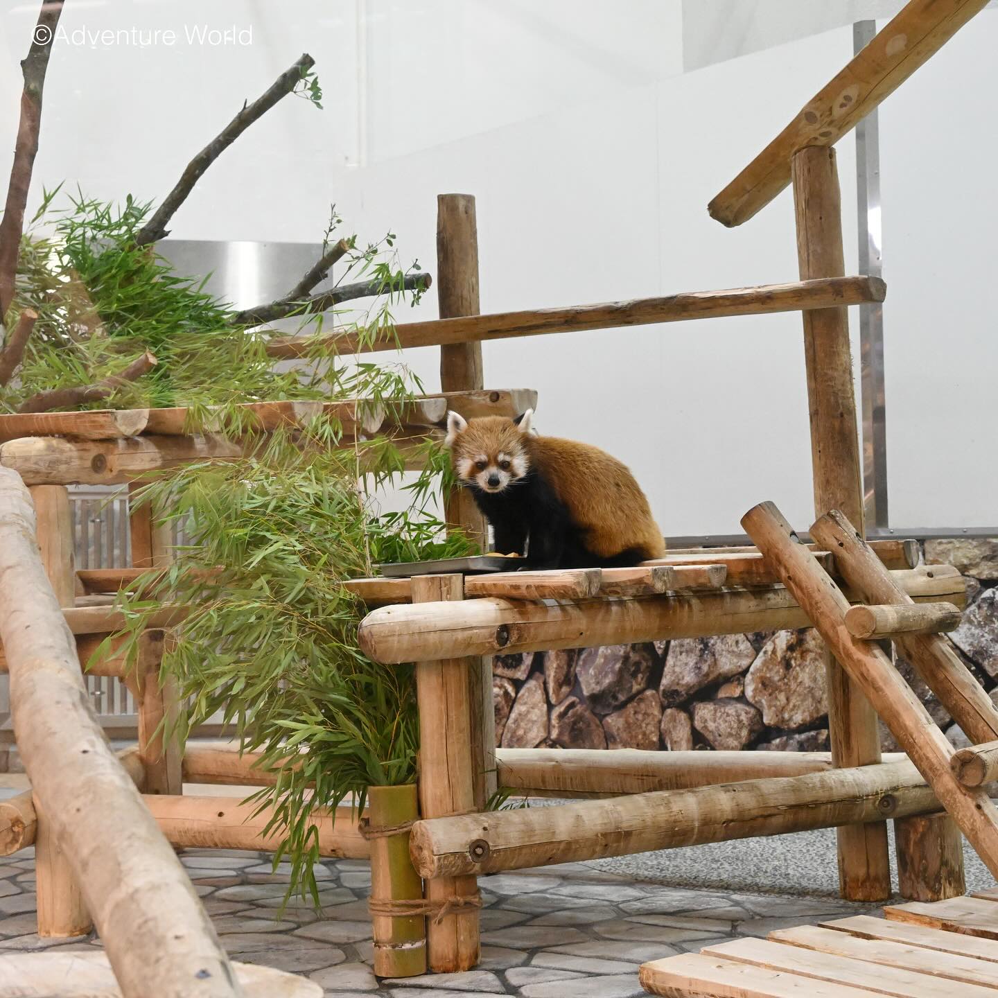 レッサーパンダ｜注目の動物たち | アドベンチャーワールド