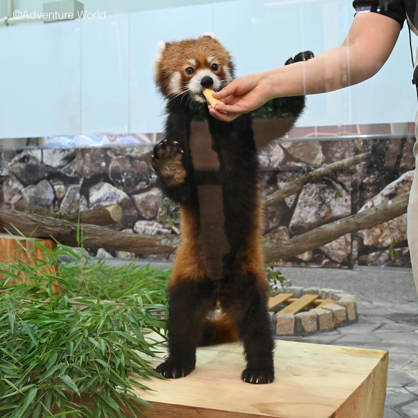 レッサーパンダ｜注目の動物たち | アドベンチャーワールド