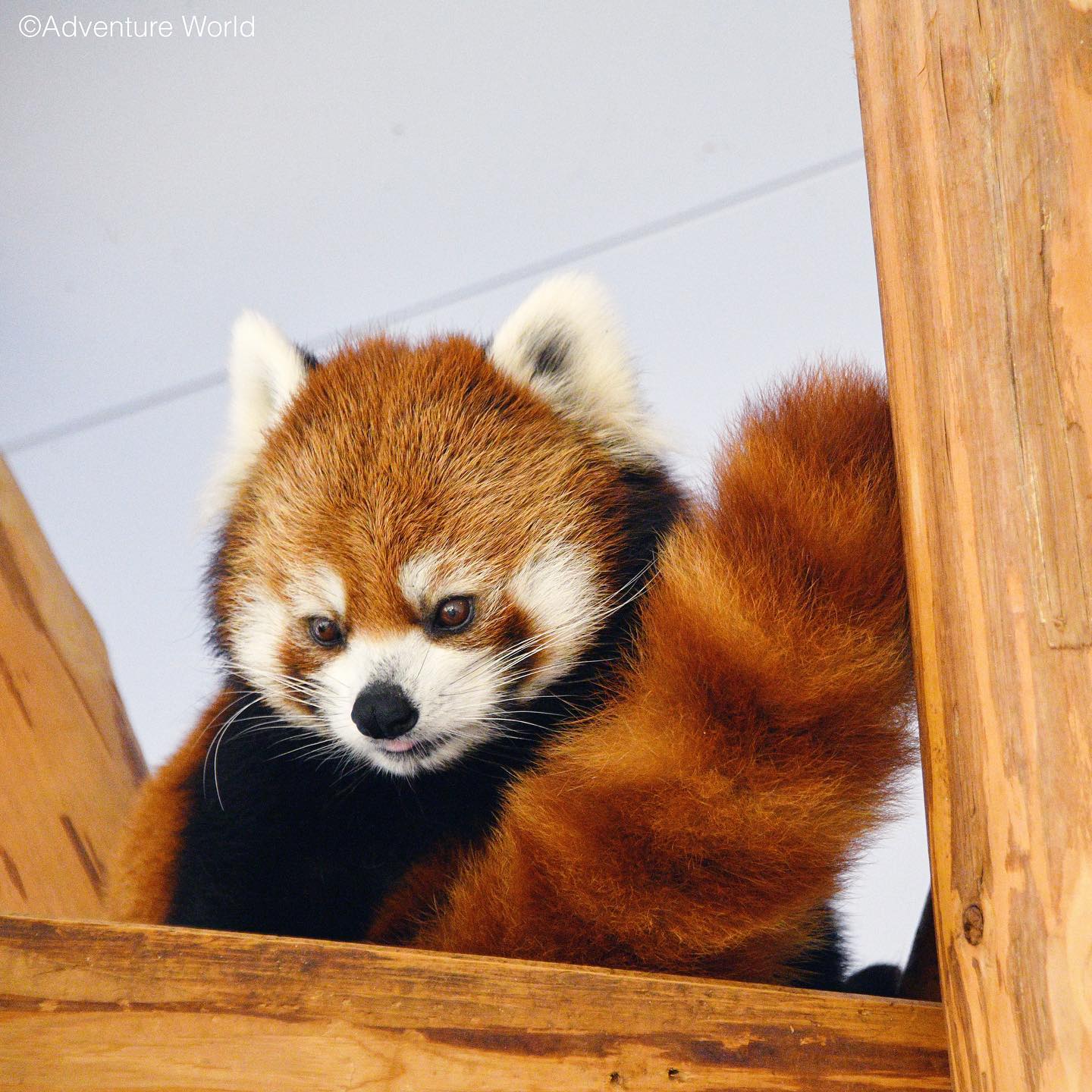 レッサーパンダ｜注目の動物たち | アドベンチャーワールド