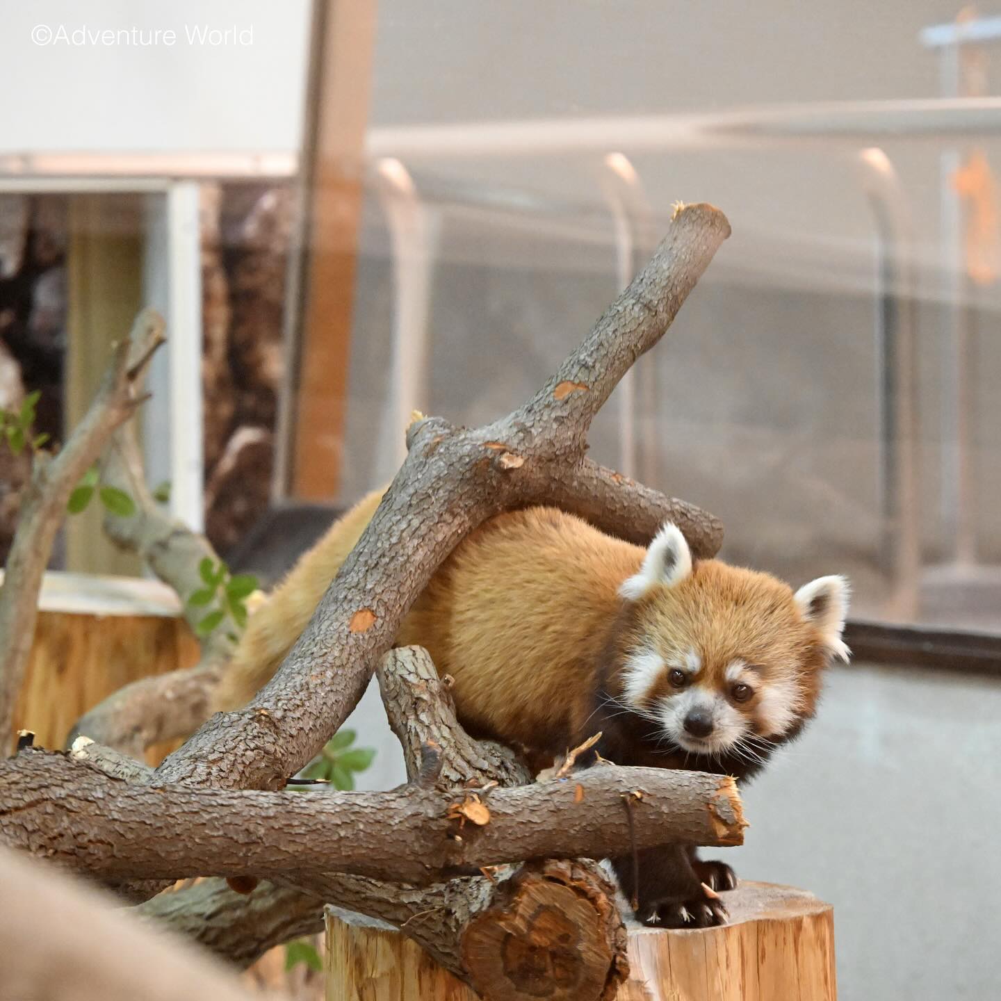 レッサーパンダ｜注目の動物たち | アドベンチャーワールド