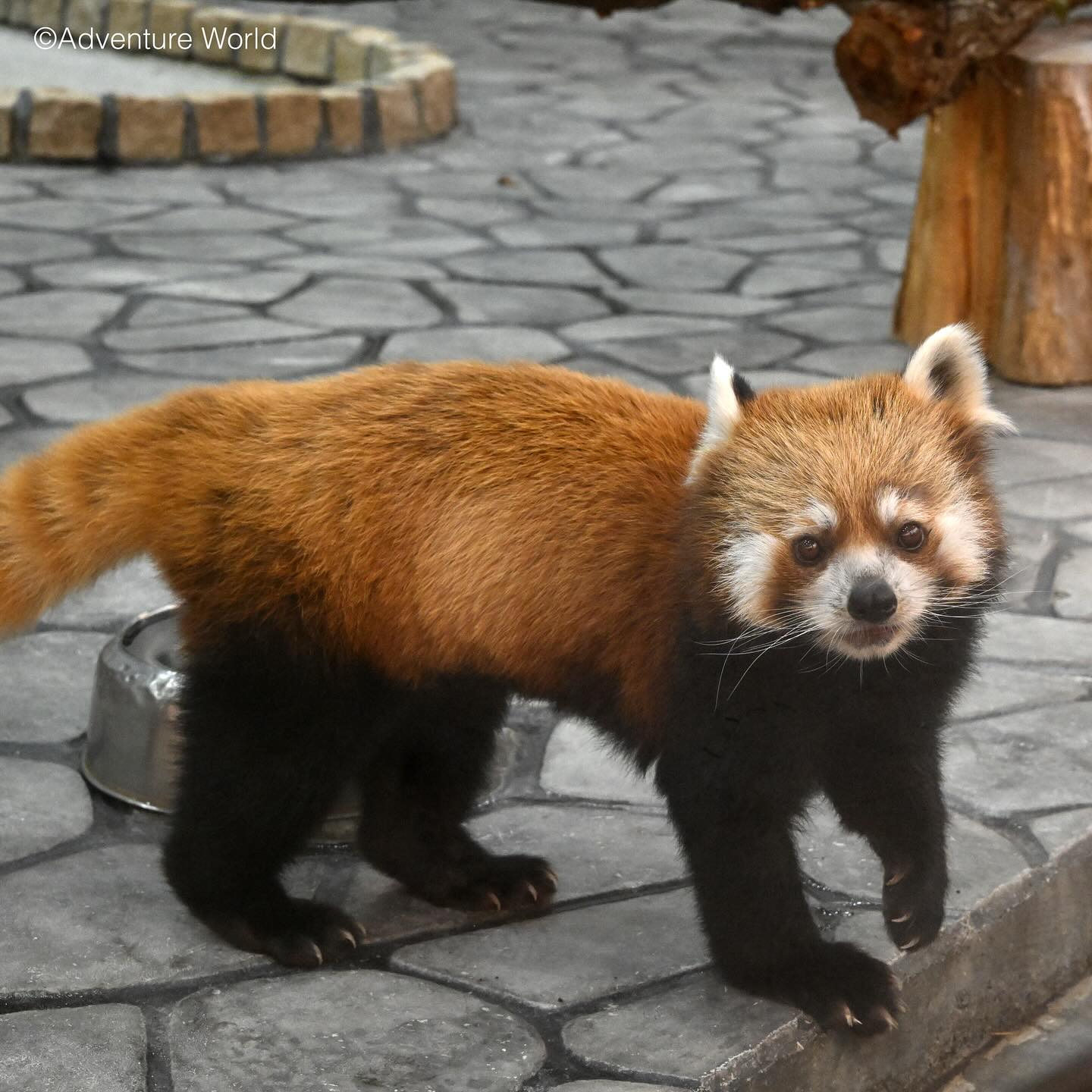 レッサーパンダ｜注目の動物たち | アドベンチャーワールド
