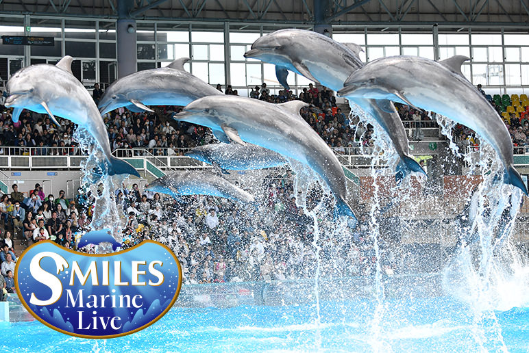 MARINE LIVE “Smiles”