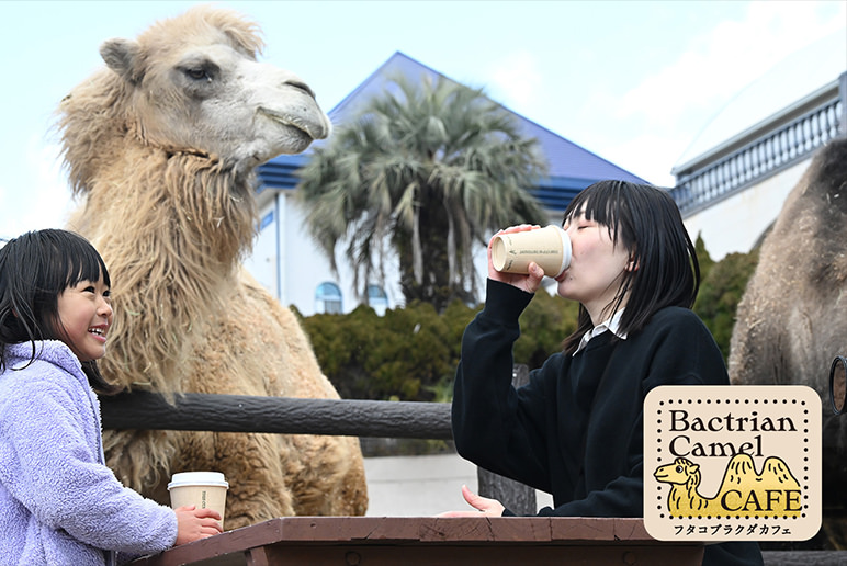 BACTRIAN CAMEL CAFE