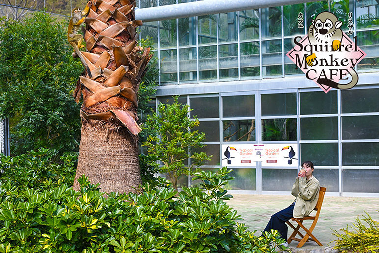 SQUIRREL MONKEY CAFE