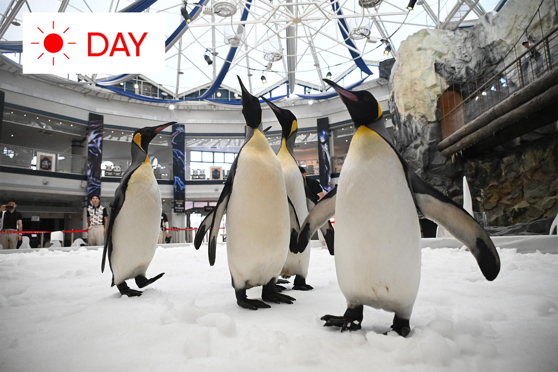 KING PENGUIN PARADE
