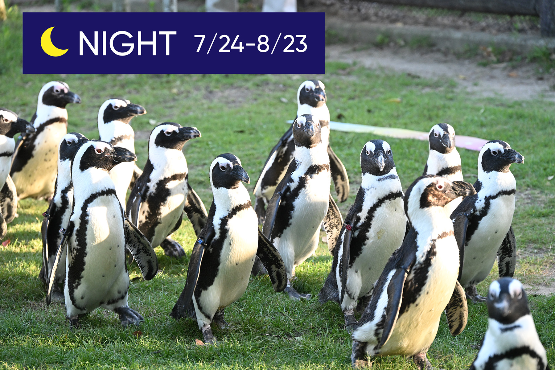 AFRICAN PENGUIN PARADE