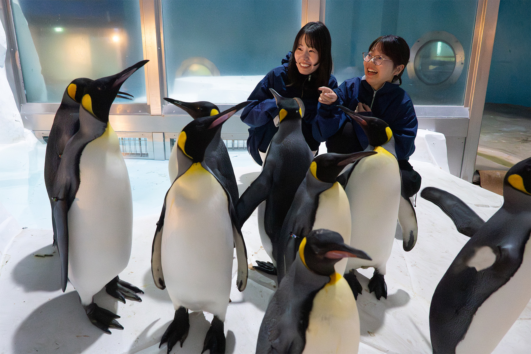 ペンギン 極地探検ツアー ～penguin nice to meet yotour～｜アトラクション