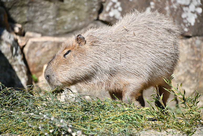 CAPYBARA