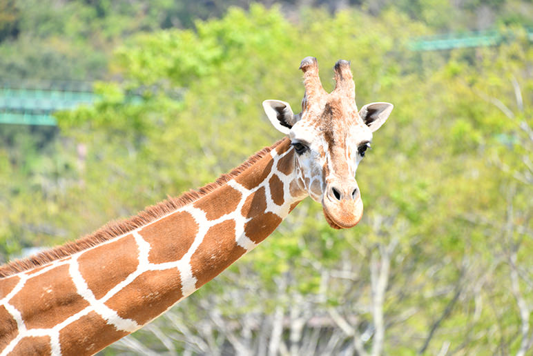 RETICULATED GIRAFFE