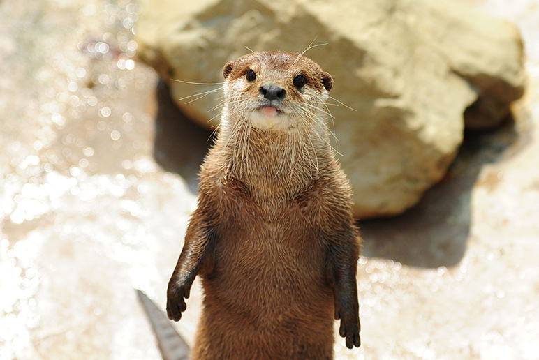 SMALL-CLAWED OTTER